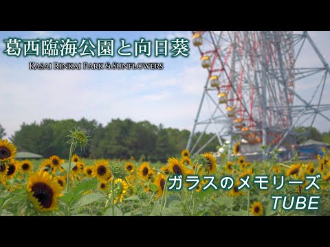 【日曜深夜名曲 vol.319】 葛西臨海公園と向日葵 (東京都江戸川区) | ガラスのメモリーズ  (TUBE)　2024 夏の関東ひまわりシリーズ 第四弾