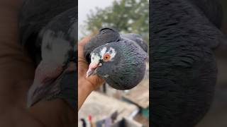 Black kabutar video🕊️ #youtubeshorts #shortsvideo #pigeon #pigeonlover #shorts #kabootar