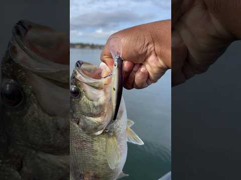 Mean Green!!! #bassfishing #bassfishingtips #bassfishinglures #fishing #jerkbait