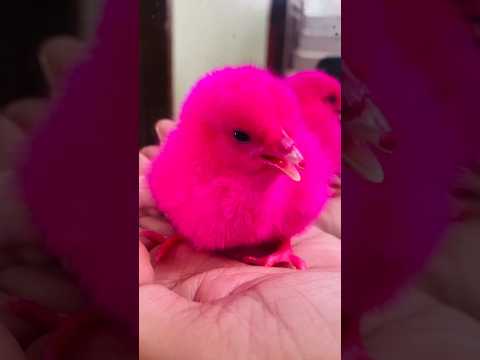 Rainbow rangin chick - beautiful chicken chick #birds #wildlife #shorts #trending