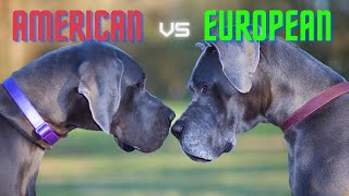 European vs American Style Great Dane: What's the Difference and Does It Matter? | Great Dane Care