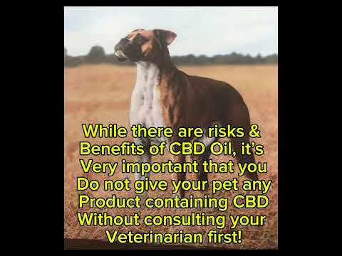 Here on some facts regarding giving your pet CBD oil