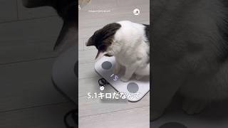 正直受け入れられない猫｜PECO #猫 #愛猫家 #猫動画 #猫のいる暮らし #cat #catlover #catvideos #catlife