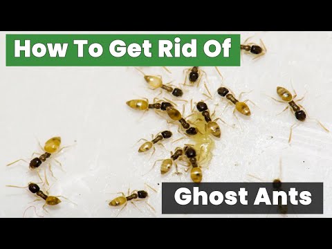 You Won't Believe How EASY It Is to Get Rid of Ghost Ants