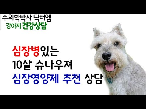 심장병있는 10살 슈나우져 심장영양제 추천 상담 - 수의학박사 닥터엠의 강아지119