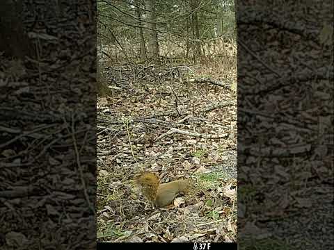 Grumpy Squirrel DOESN'T like to share with Blue Jays! #trailcamfootage #theoutdoortheater  #wildlife