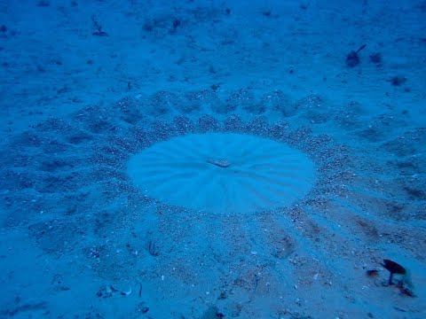 アマミホシゾラフグのミステリーサークル（奄美大島群瀬戸内町静水）