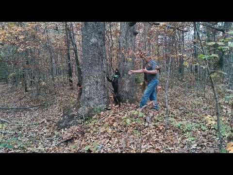 Dry Creek Hunting Dogs Squirrel Hunting 10 26 2024