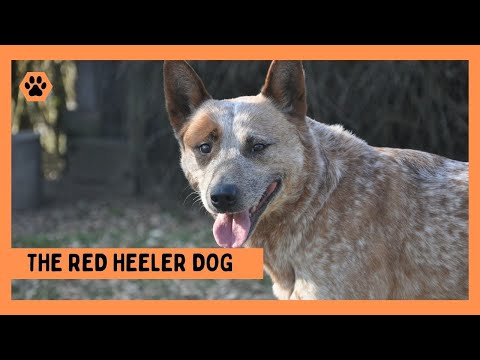 Red Heeler Dog:  Everything You Need to Know