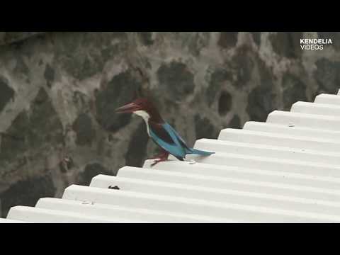 Calls of the White-Throated Kingfisher