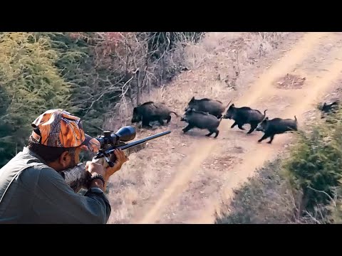 LONG RANGE WILD BOAR HUNTING - UZUN MESAFE DOMUZ VURUŞLARI - CHASSE AU SANGLIER