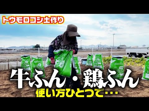 肥料食いの王様トウモロコシの為にに栄養たっぷりの土作り【牛ふん】【鶏ふん】を使って土作り【トウモロコシ】