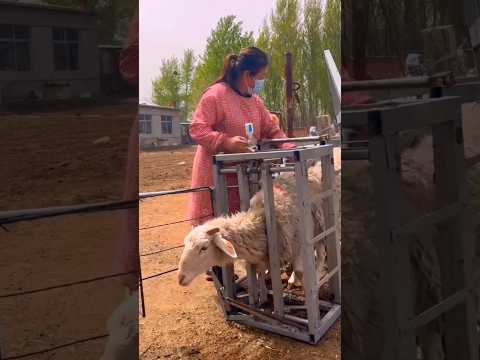 Interesting Sheep Vaccination Process #animals #Interesting