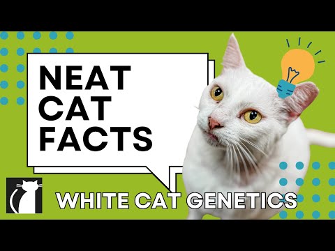 Neat Cat Facts ~ White Cat Genetics