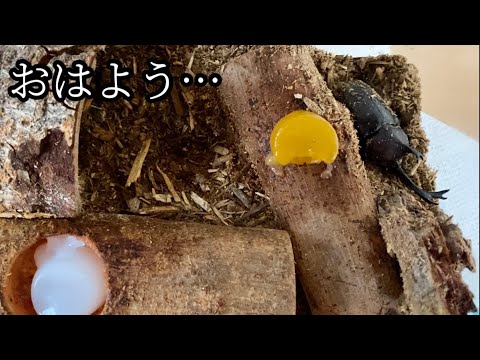 【カブトムシ】#19  そっとしてます　#カブトムシ  #カブトムシ飼育