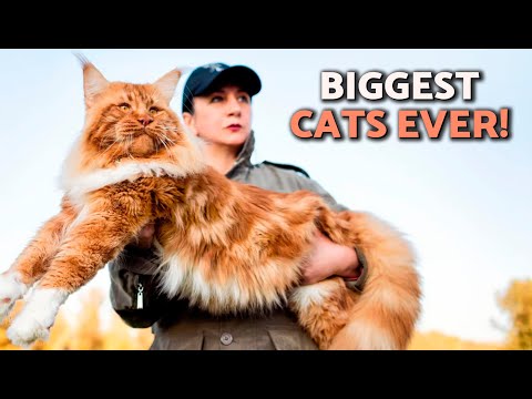 10 LARGEST CAT BREEDS in the World 🙀 Meet these GIANT CATS!