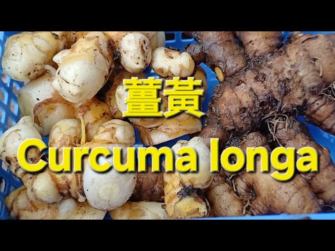 薑黃 Curcuma longa