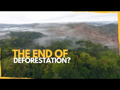 The COP26 Deforestation Promise is Doomed to Fail - HERE’S WHY