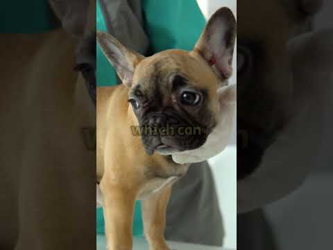 3 Reasons YOU SHOULD NOT Get A French Bulldog