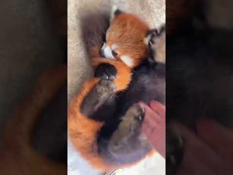 Friendly reminder: When the beast gets angry, it will bite even its own tail. Lulu the red panda