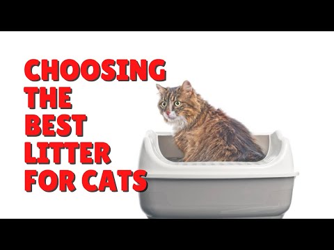 The Best Litter For Cats | Two Crazy Cat Ladies