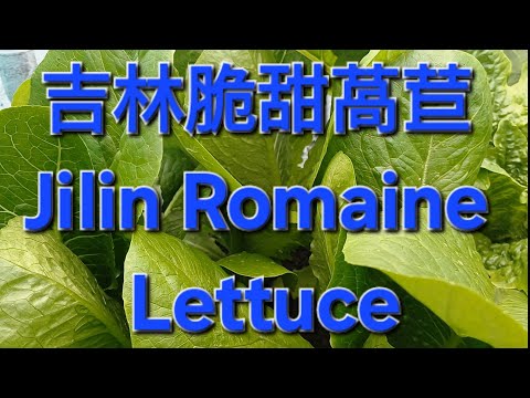 吉林翠甜萵苣 Jilin Romaine Lettuce