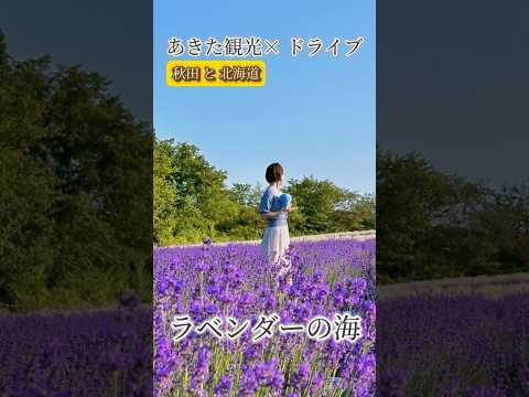 白と紫のラベンダー海と鳥たちの歌声を聴いてきました。 #秋田県 #東北旅行 #秋田 #ラベンダー