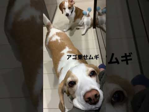 【ビーグル】へそ天とアゴ乗せ#shorts #ビーグル #犬 #いぬ #beagle #へそ天#あごのせ #かわいい