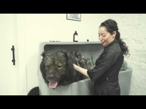 Grooming the Gentle Giant: Unveiling our largest-ever client!