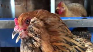 Happy Chickens - A Symphony of Squawks