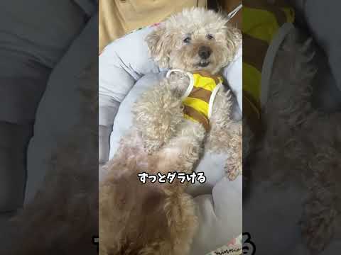 暑い夏の過ごし方#Cute #funnyshorts #toypoodle