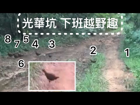 「光華坑摔車」下班越野趣woo115🛵off-road