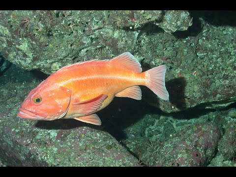 The most beautiful places in the Mediterranean underwater. Rock fish 4K ultra HD