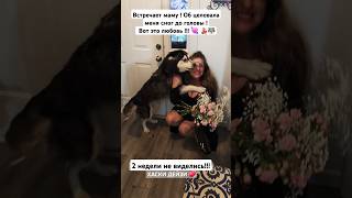 Встреча с #ХАСКИ  вот это любовь ! #usa #shorts #husky