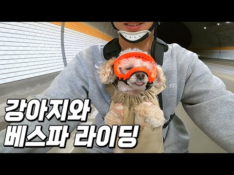 오토바이에 강아지 태우기 | 베스파 프리마베라