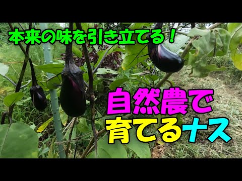 【なす】自然農で育てるナス