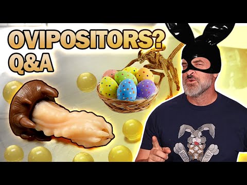 WHAT'S AN OVIPOSITOR??? Easter Q + Egg!