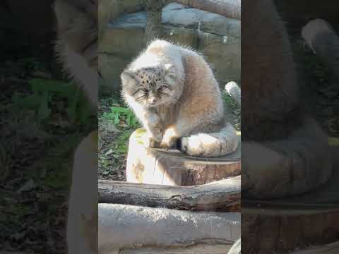 #shorts Bol the Pallas's cat