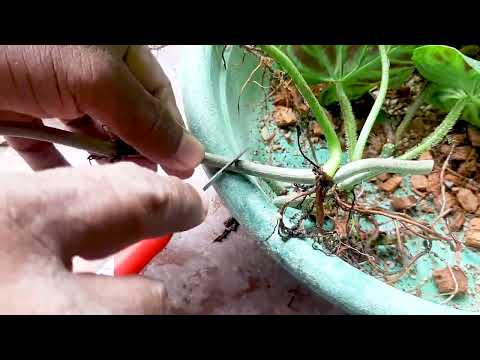 Philodendron Verrucosum Stem Propagation #learngardening