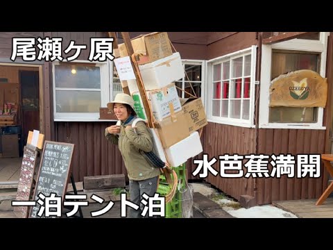 予告 尾瀬ヶ原 水芭蕉満開 見晴テント泊 ショートヴァージョン 登山 ハイキング