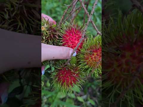 เงาะสดฉ่ำจากต้น กับเสียงร้อง...ท่ามกลางธรรมชาติ 🐦🌲 Rambutan tree #สวนผลไม้ผสม #thailand