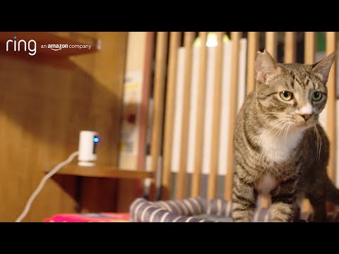 Amazon Ring x 保護猫　猫たちの見守りにRingインドアカム