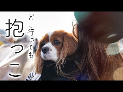 🐶👩🏻‍🦰うるうるな目で見つめて結局どこに行っても抱っこさせる甘えん坊犬w【横浜散策】ワンコとおでかけ！｜定番コース編🛳🐕