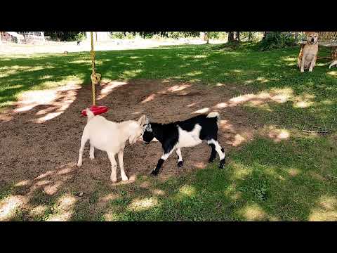 Goat fight