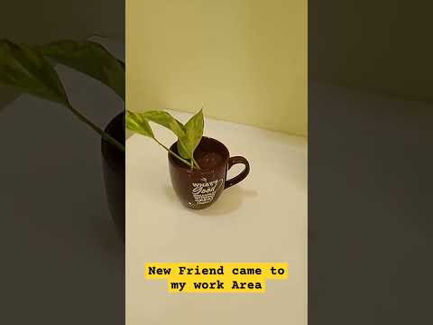 Plant in coffee Mug and New friend came to my work area...#plant #trendingshorts #viral #gardening