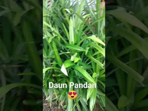 Daun Pandan😍