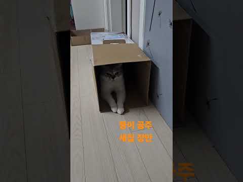 #고양이 #cat #집스타그램 #스코튀시폴드 #캣대디