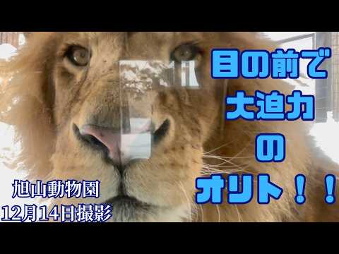 雪の上をゆっくり散歩のオリトファミリー！！【旭山動物園ライオン】