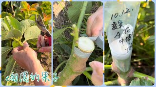 取下「變異酪梨」枝條，嫁接在酪梨專區實生苗上。2024年10月12日