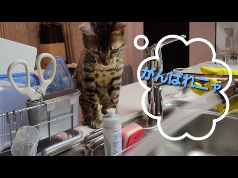 食器洗いをいつも見守ってくれるベンガルの子猫